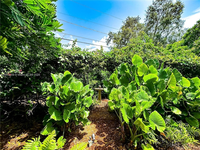 8225 SW 151st St, Palmetto Bay, FL 33158 - view of yard