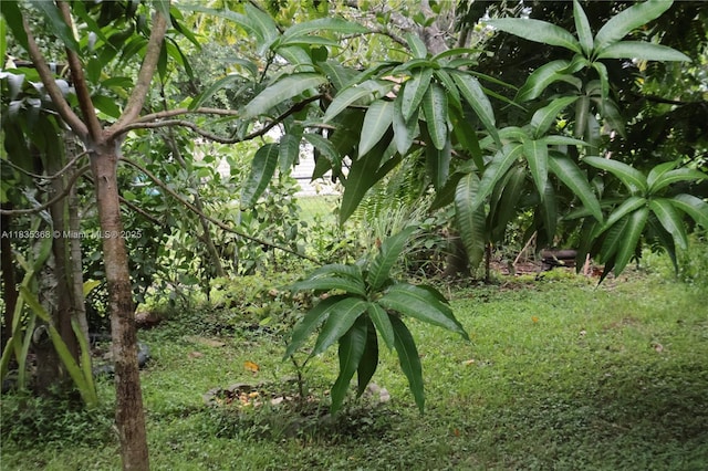 256 Broward Ave, Green Acres, FL 33463 - view of nature