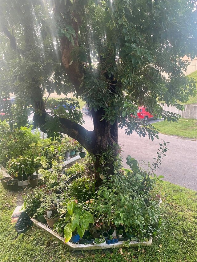 5335 NW 10th Ct Unit 208, Plantation, FL 33313 - view of yard