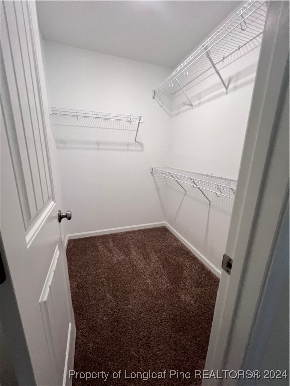 spacious closet featuring carpet