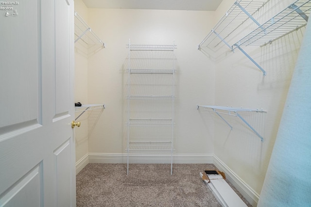 walk in closet featuring carpet flooring