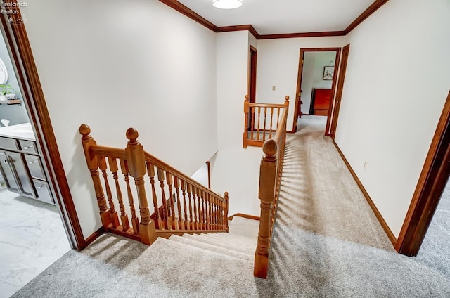 stairs with ornamental molding and carpet