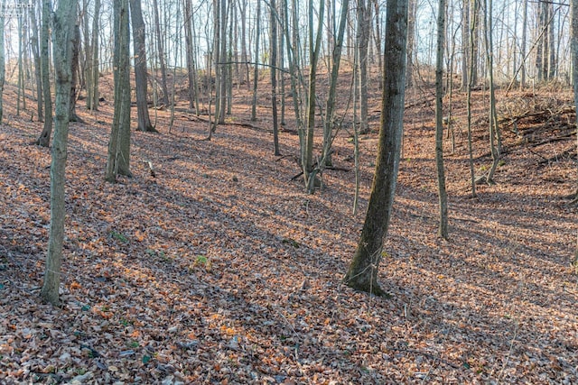 view of local wilderness