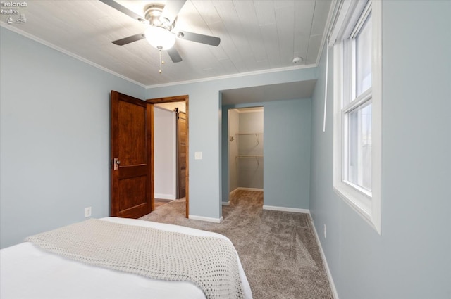 bedroom with ornamental molding, a walk in closet, multiple windows, and carpet flooring