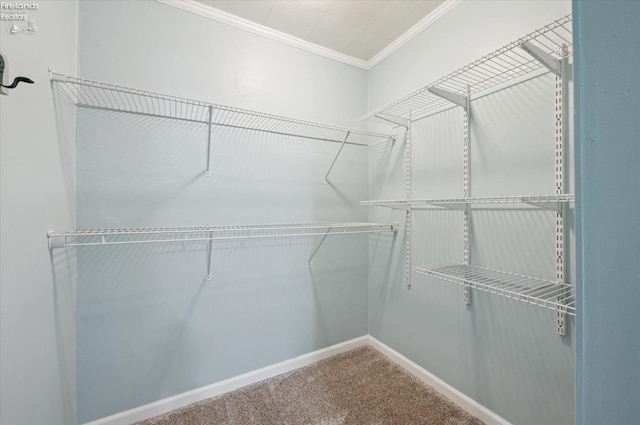 walk in closet featuring carpet