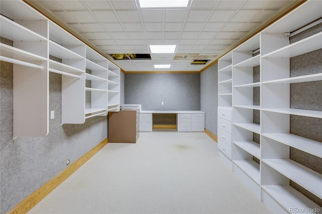 spacious closet with a paneled ceiling and carpet flooring