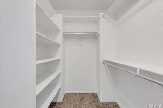 walk in closet with carpet floors