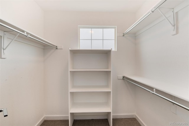 spacious closet featuring carpet