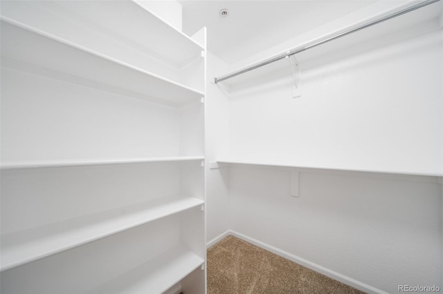 spacious closet featuring carpet