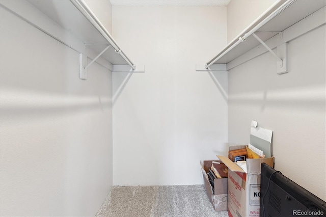 spacious closet featuring carpet floors