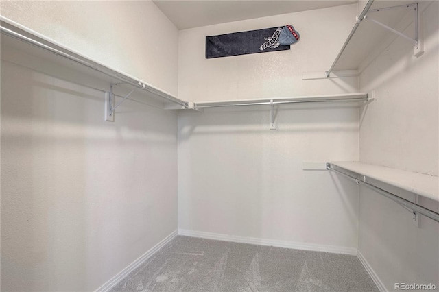 walk in closet with carpet floors