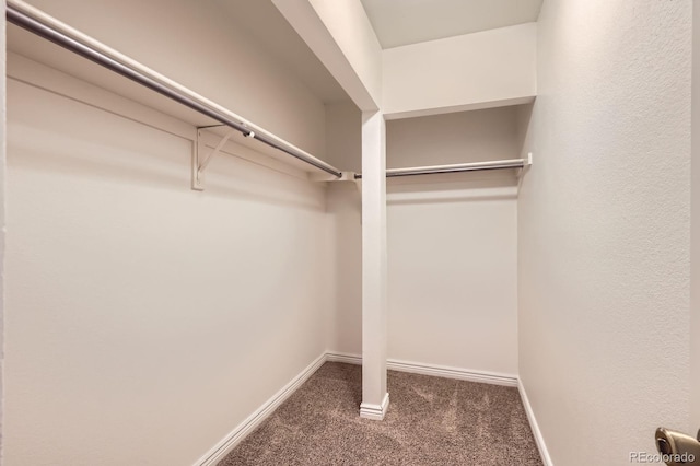 spacious closet with carpet