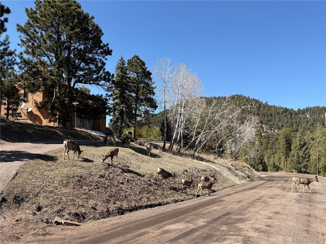 31150 Manitoba Dr, Evergreen, CO 80439 - view of dirt / gravel road with a wooded view