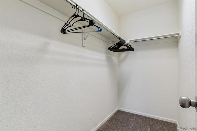 walk in closet with carpet flooring