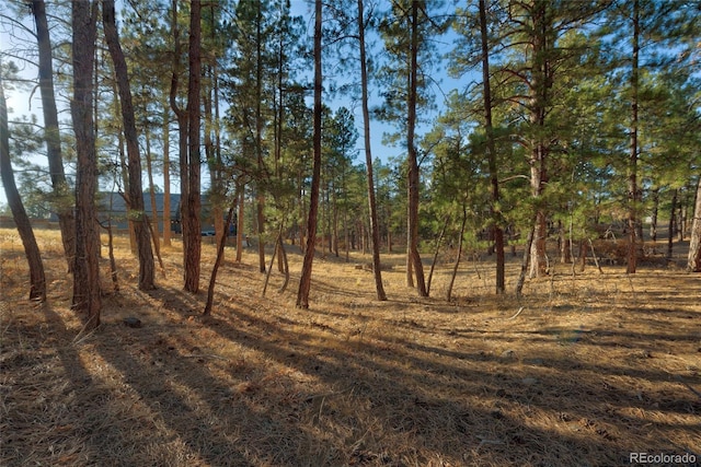 view of local wilderness