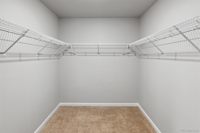 walk in closet with carpet floors