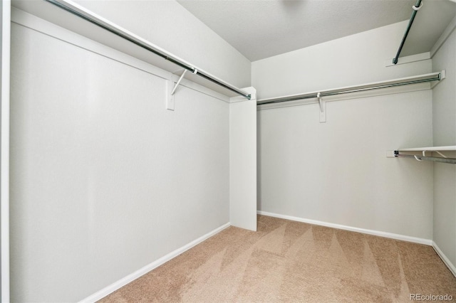 walk in closet featuring carpet floors
