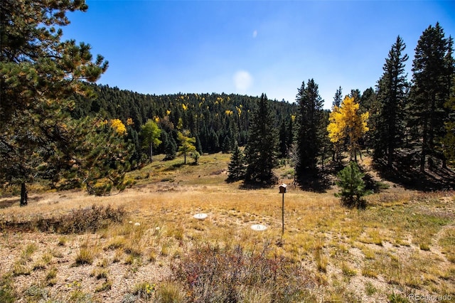 view of woods