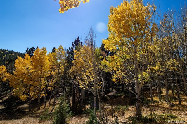 view of wooded area