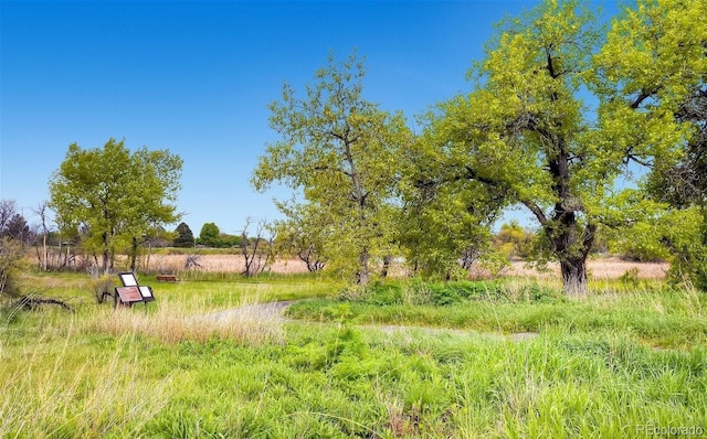 view of local wilderness