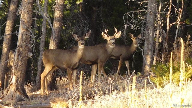 93 Gross Dam Rd, Golden, CO 80403 - photo 9