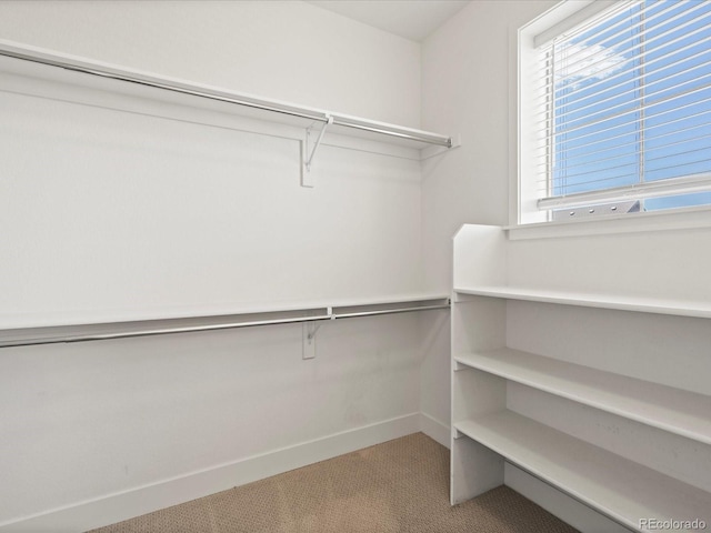 10235 E 59th Ave, Denver, CO 80238 - walk in closet with carpet flooring