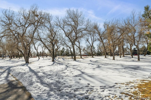 view of yard layered in snow