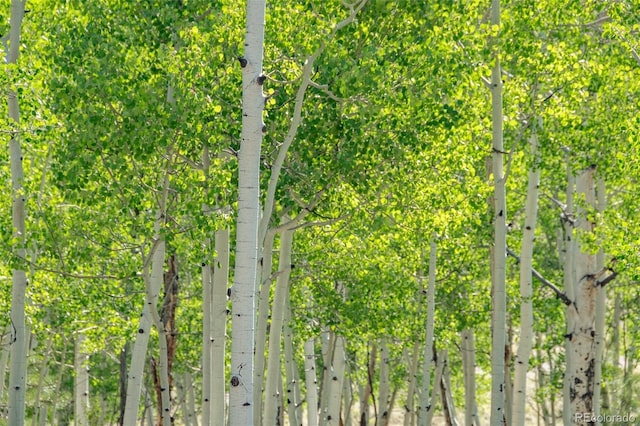 91 Canteen Way, Hartsel, CO 80449 - view of nature