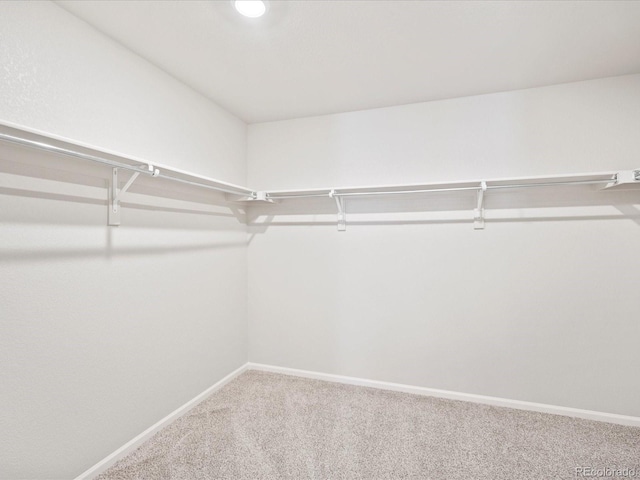 walk in closet with carpet flooring