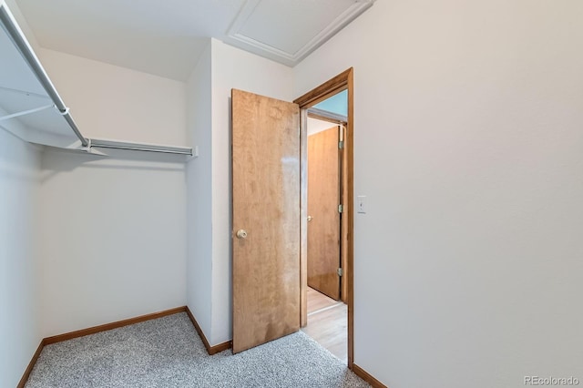 walk in closet featuring carpet flooring