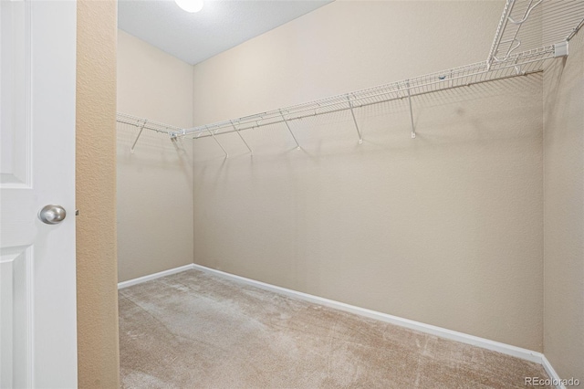 spacious closet featuring carpet floors