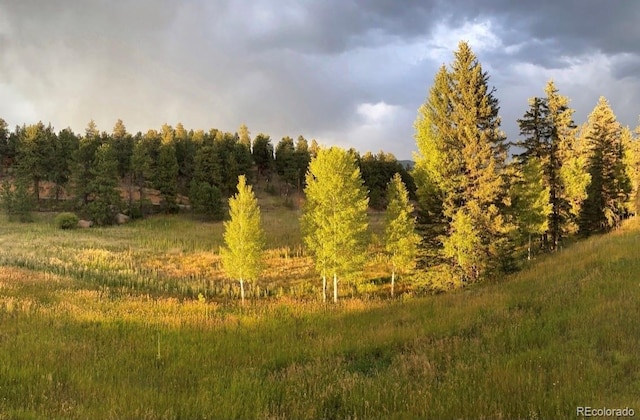 view of local wilderness