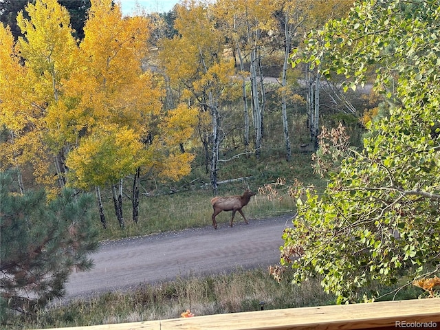 643 Aspen Rd, Golden, CO 80401 - photo 46