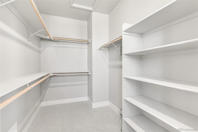 spacious closet featuring carpet