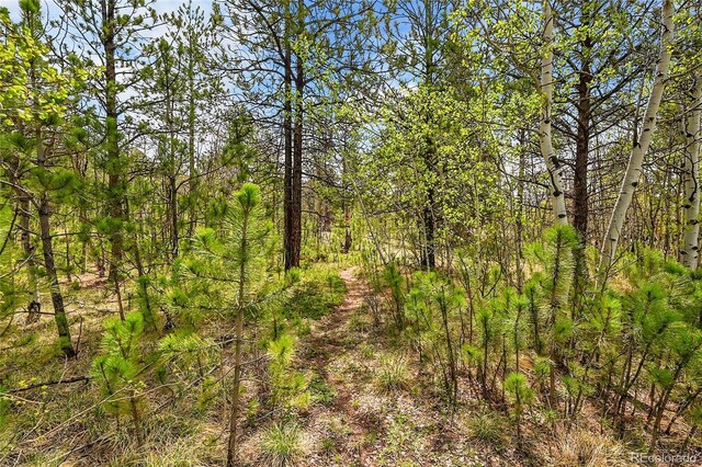 101 Campbell Rd, Bailey, CO 80421 - view of nature