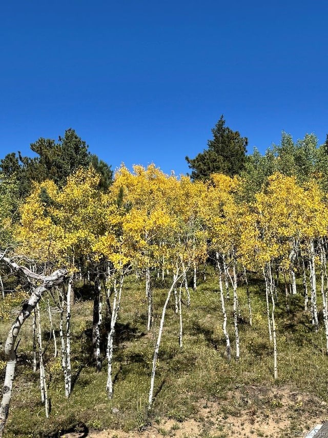 view of local wilderness