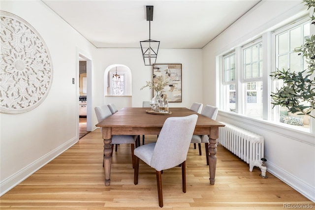 dining room with radiator heating unit, light hardwood / wood-style flooring, and a healthy amount of sunlight