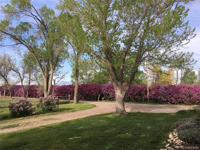 view of community with a yard