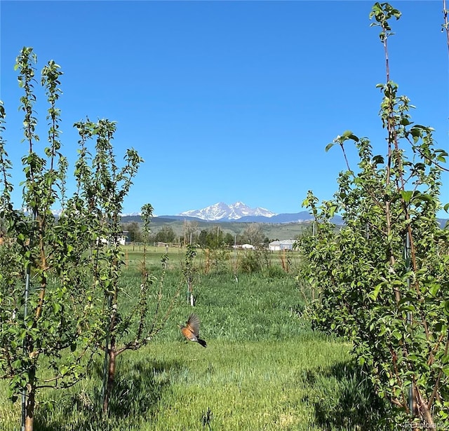 view of yard with a mountain view