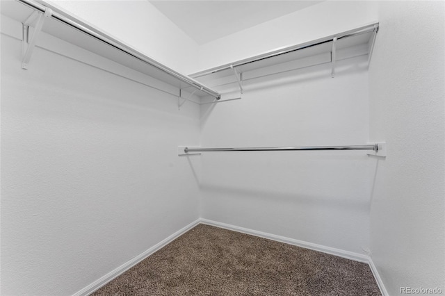 walk in closet featuring carpet floors