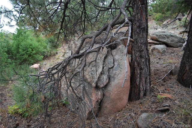 view of local wilderness