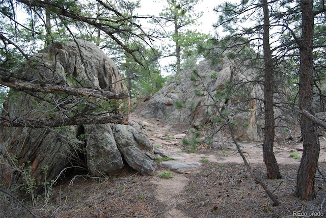 view of local wilderness