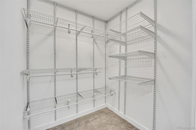 walk in closet featuring carpet flooring