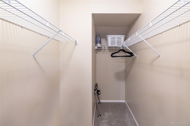 135 Carina Cir Unit 104, Loveland, CO 80537 - walk in closet featuring carpet floors