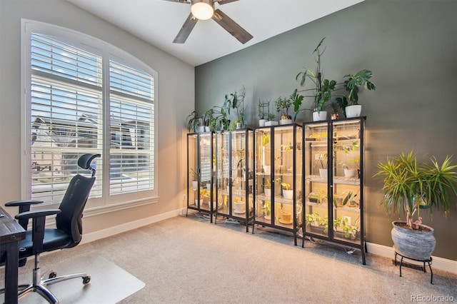 office space with ceiling fan, plenty of natural light, baseboards, and carpet