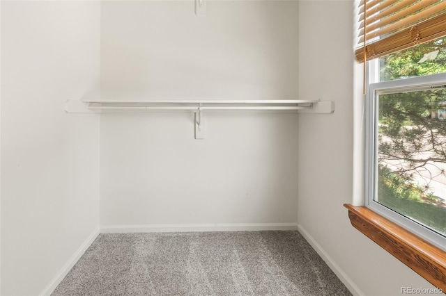 7681 S Jellison St, Littleton, CO 80127 - walk in closet featuring carpet flooring