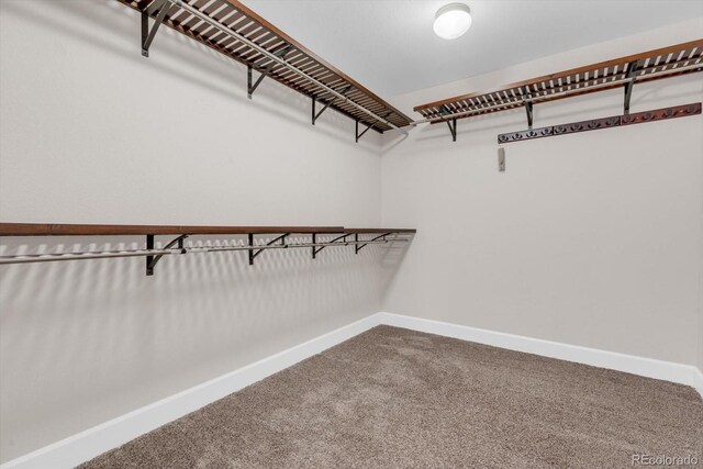 walk in closet with carpet flooring