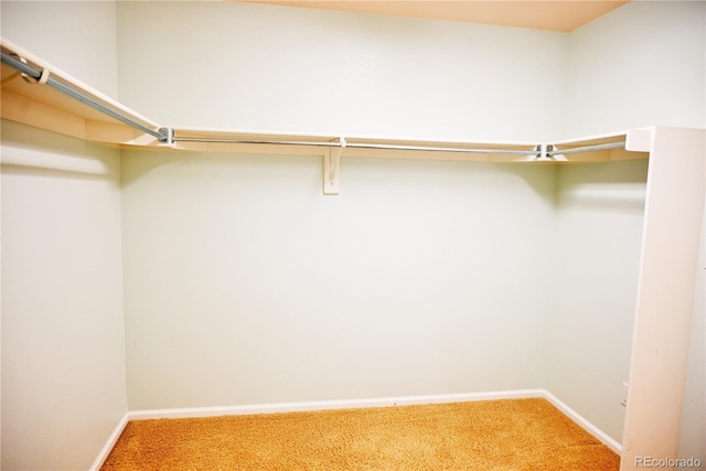 spacious closet featuring carpet flooring