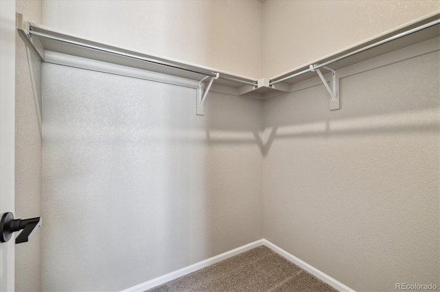 walk in closet featuring carpet flooring