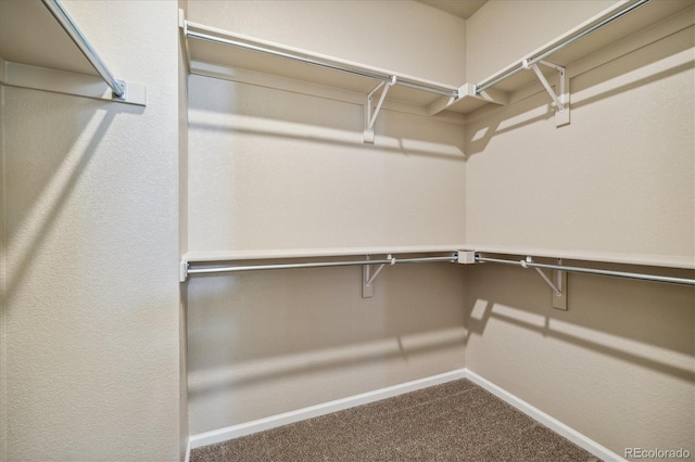 walk in closet with carpet flooring